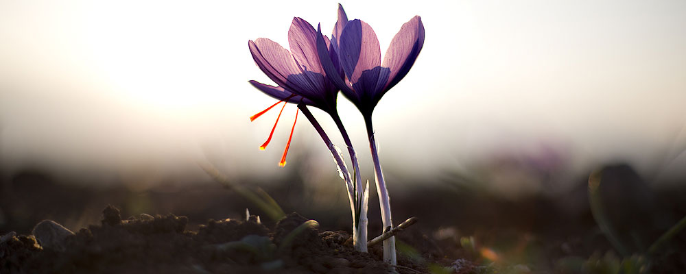 Five Ultimate Health Benefits of Saffron