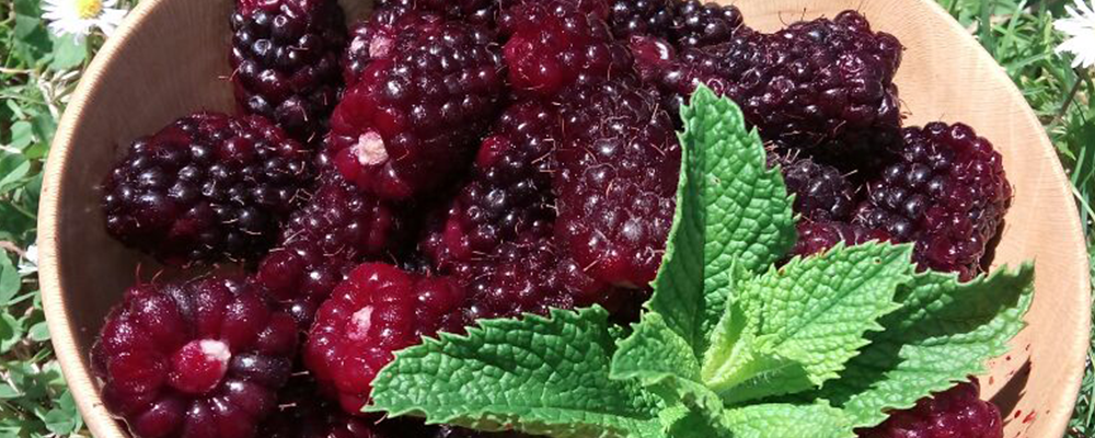 Top Ten Health Benefits of BlackBerry