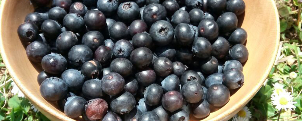 Why Should You Consume Blueberries Regularly?