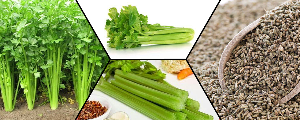 Five Reasons to Include Celery in Your Diet