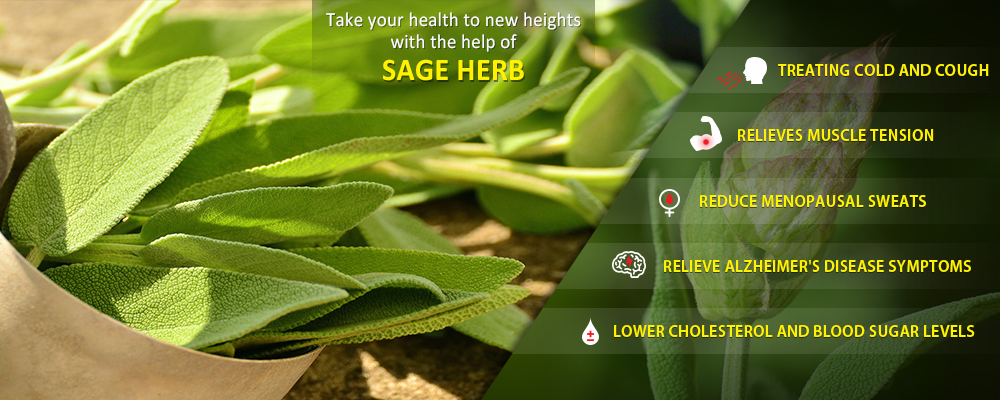 Take your health to new heights with the help of Sage herb