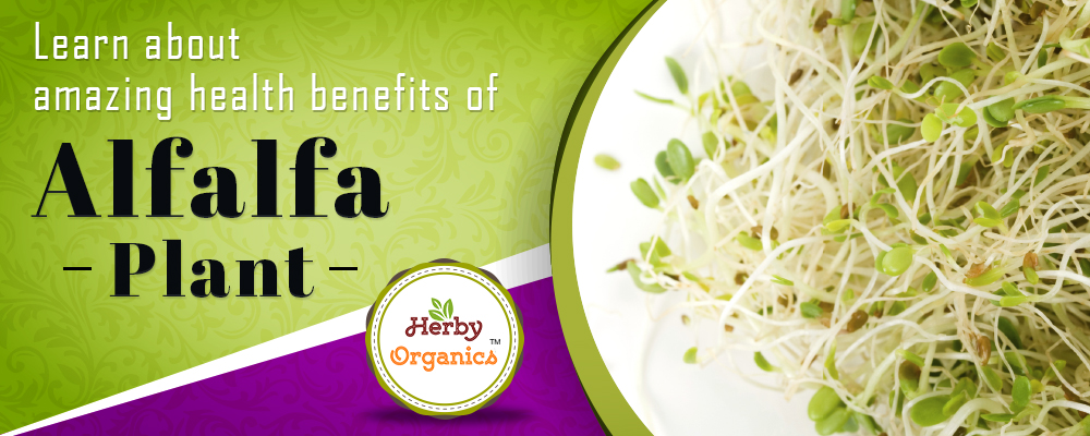 Alfalfa – the Superfood of our ancestors