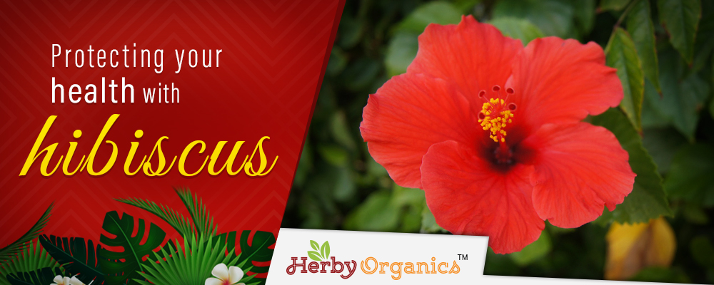 Grow your health with hibiscus